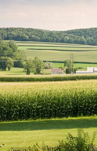 Corn fields