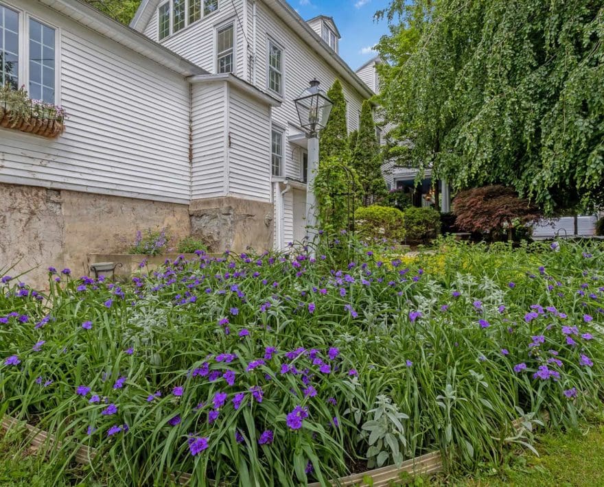 flowers blooming in the garden